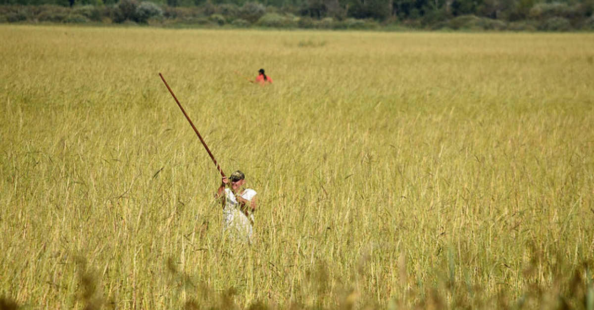 Wisconsin Life Harvesting Wild Rice Wisconsin Public Radio